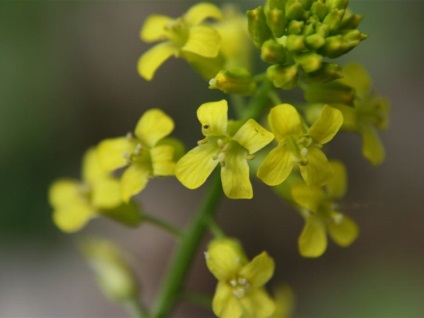 Speciile Sorepka, descrierea, plantarea și îngrijirea, reproducerea, fotografie