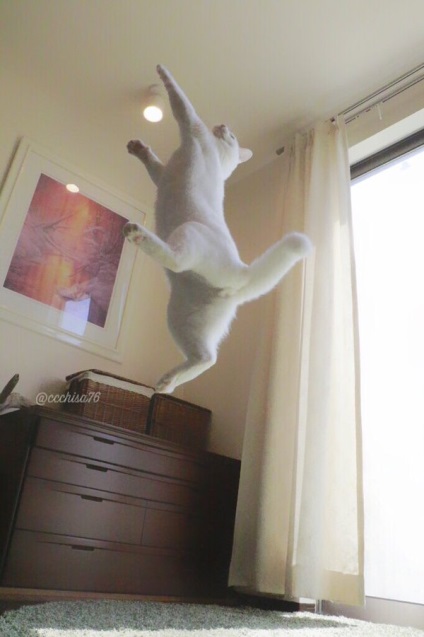 Dancing pisica japoneza mirko