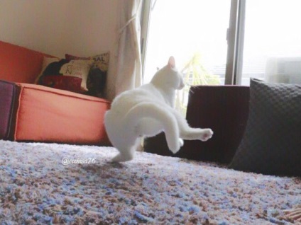Dancing pisica japoneza mirko