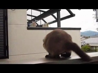Ez jó (a japán macska vesztes, problémái vannak a felületen) - klip, karóra