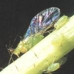 Levéltetvek (aphididae) - minden a beltéri növényekről