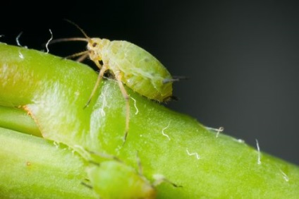 Aphid în seră cum să scapi de remedii și procese populare