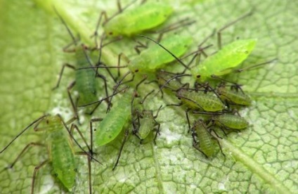 Aphid în seră cum să scapi de remedii și procese populare