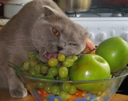 Top-10 pisici-gluttons care mănâncă totul