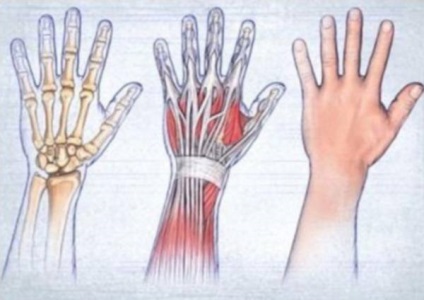 Wounds injuries mână - Enciclopedia medicală - Adevărul sălbatic