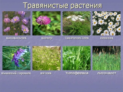 Plante erbacee - imaginea 14473-13