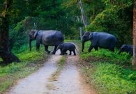 Thrissur puram - festival de elefanți din India - o sărbătoare națională