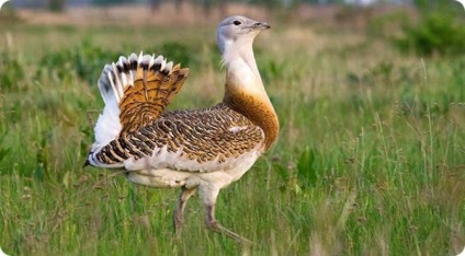 Bustard Bustard uimitor!