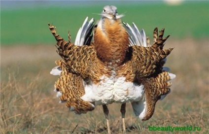 Bustard Bustard uimitor!