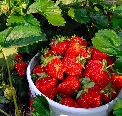 Grijă pentru sfaturi de căpșuni de un grădinar cu experiență - articol de la utilizatorul clubului