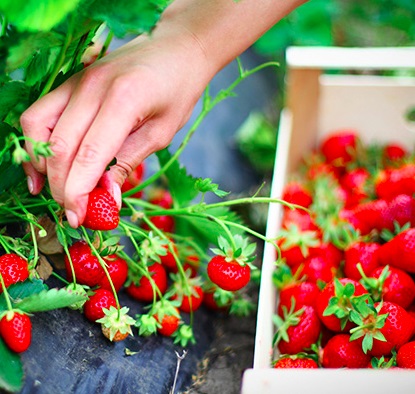 Grijă pentru sfaturi de căpșuni de un grădinar cu experiență - articol de la utilizatorul clubului
