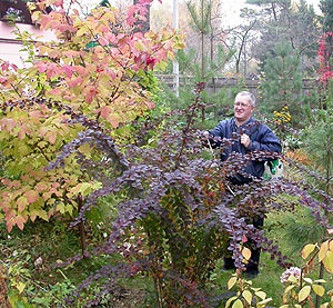 Heather, juniperi, rododendroni, îngrijirea bolilor plantarea îngrășămintelor henar ienupăr