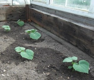 Az uborka termesztése üvegházban, országos birodalomban