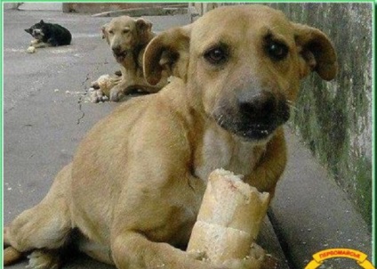 În prima lună, câinii sunt sterilizați gratuit, știrile lui Nikolayev