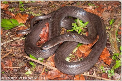 Ellenségek kígyók fénykép, az emberek Mussooran sündisznó görények baromfi malac kakukkfű, ellenségek kígyók fotó beszámoló