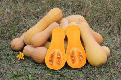 Характеристики на Butternut скуош, dachasadovoda