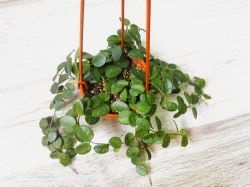 Hoya (viasz borostyán) otthon tarthatok, szerencsétlenség, jelek, virágok, jó és hoya, Hoya (viasz borostyán), lehet-e otthon tartani, akár szerencsétlenséget, jeleket, virágzásokat, előnyöket és