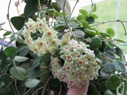 Hoya (viasz borostyán), lehet-e otthon tartani, akár szerencsétlenséget, jeleket, virágzásokat, előnyöket és