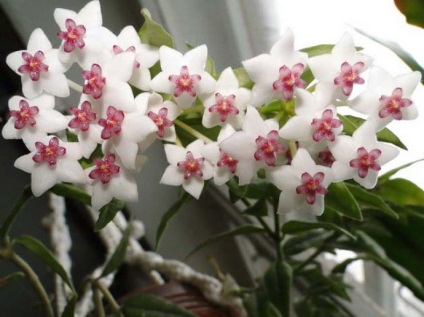 Hoya (viasz borostyán) otthon tarthatok, szerencsétlenséget, jeleit, virágzását, jó és (lehetséges) Hoya (viasz borostyán), lehet-e otthon tartani, akár szerencsétlenséget, jeleket, virágzásokat, előnyöket és