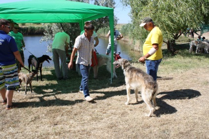 Clubul de pescuit și de vânătoare din Sud vizionând subiectul - expoziția de câini de vânătoare din Sevastopol
