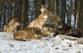 Legile pachetului de lupi, o vânătoare mare