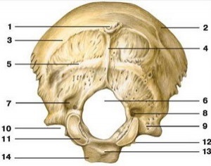 Oss occipital (exterior)