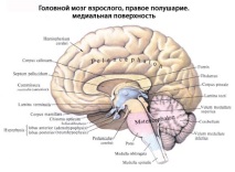 Човешки мозък, Анатомия на мозъка, структура, функции, снимки на EUROLAB