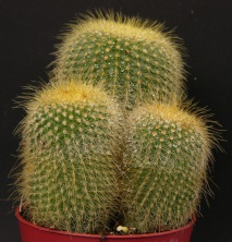 notocactus