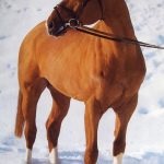 коне