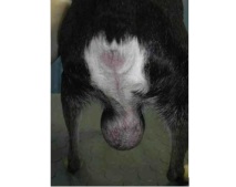 Ултразвуково изследване на тумор на тестисите при мъжки кучета