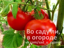 засаждането домати стълб