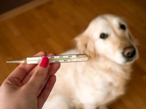 Нормална телесна температура при кучета, как да се измери температурата на  вашето куче