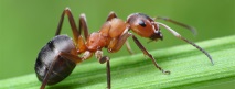 мравките