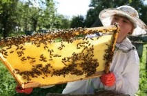 пчеларството