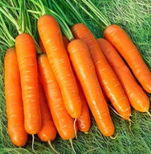 морковите