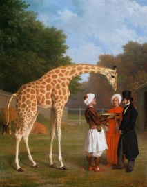 жирафите
