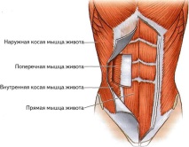 мускули