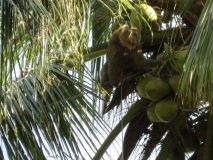 кокосовите орехи