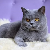 шотландци различават