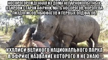 носорози