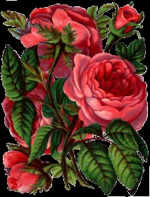 Ероза Роза
