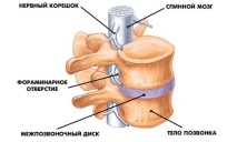 секциите