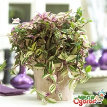 tradescantia