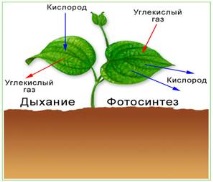 фотосинтеза