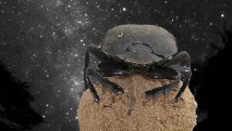 торните бръмбари