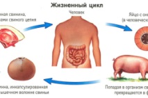 хора