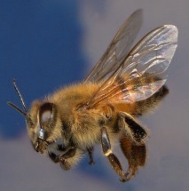 жуженето пчела лекува