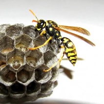 жуженето пчела