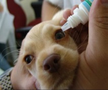 Симптоми и лечение на болести при кучета, като зрение и катаракта