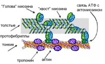 биохимия